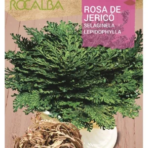 BULBO ROSA DE JERICÓ - 1 UD