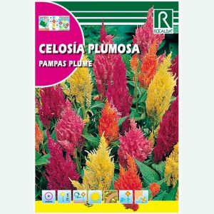 CELOSIA PLUMOSA PAMPAS PLUME VARIADA - SOBRE DE SEMILLAS 2G