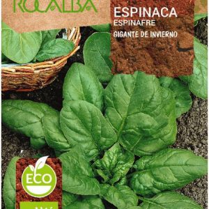 ESPINACA GIGANTE DE INVIERNO ECO
