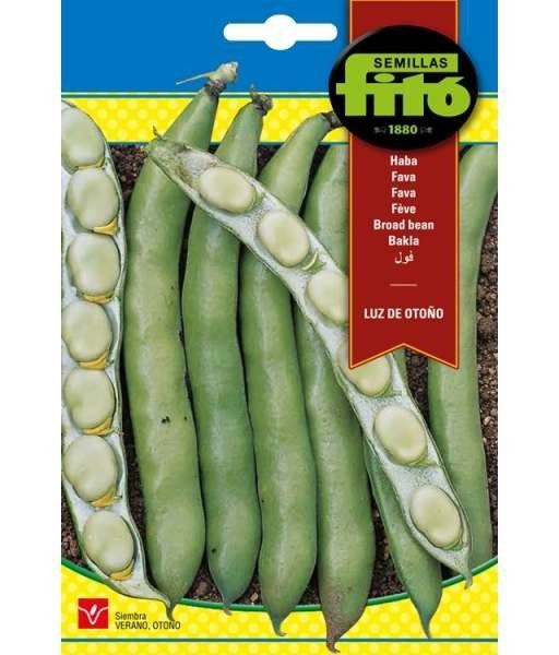 HABA LUZ DE OTOÑO 1KG - VAR. PRECOZ - Imagen 2