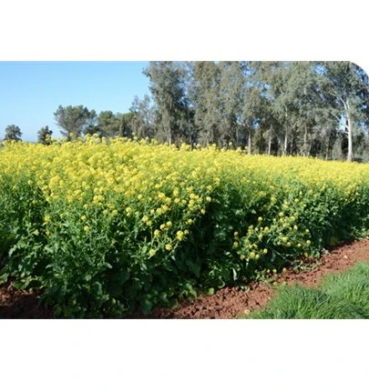 SEMILLA MOSTAZA BLANCA 5KG - ROCALBA